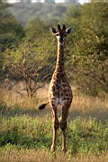 giraffes akeru IMG_4480.JPG